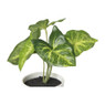 Kunstplant syngonium - 16 cm