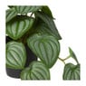 Kunstplant peperomia - 17 cm