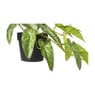 Kunstplant syngonium - 17 cm