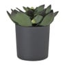 Kunstplant vetplant  in pot - groen/zwart - 25 cm