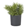 Kunstplant conifeer in pot - groen/zwart- 25 cm