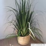 Kunstplant pluimen - groen - 94 cm