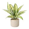 Plant in pot - ø10.5x26 cm - diverse varianten