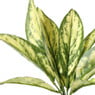 Plant in pot - ø10.5x26 cm - diverse varianten