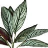 Plant in pot - ø10.5x26 cm - diverse varianten