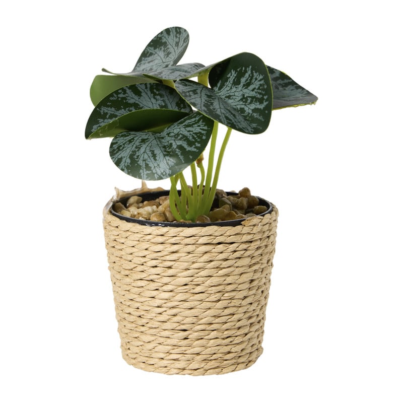 Plantje in jute pot - ø6.5x12 cm - diverse varianten