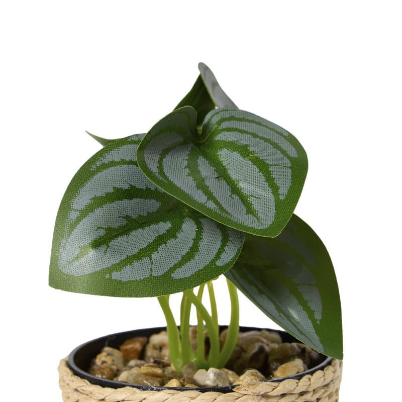 Plantje in jute pot - ø6.5x12 cm - diverse varianten