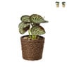 Plantje in jute pot - ø6.5x12 cm - diverse varianten