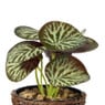 Plantje in jute pot - ø6.5x12 cm - diverse varianten
