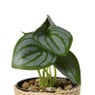 Plantje in jute pot - ø6.5x12 cm - diverse varianten