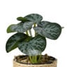 Plantje in jute pot - ø6.5x12 cm - diverse varianten