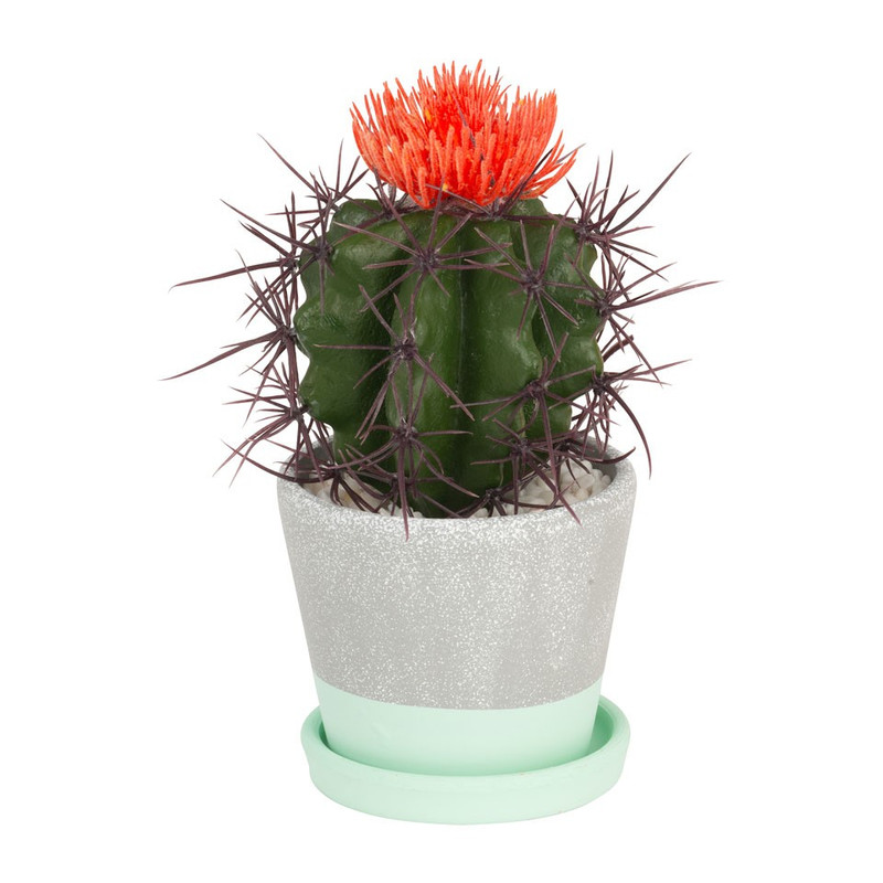 Cactus oranje bloem in cement pot – 20 cm