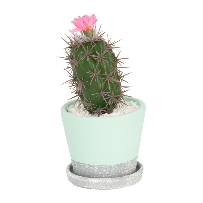 Cactus roze bloem in cement pot – 20 cm
