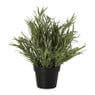 Lavendel plantje in pot - groen -  ø16x24 cm