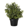 Rozemarijn plantje in pot - groen - ø25x25 cm