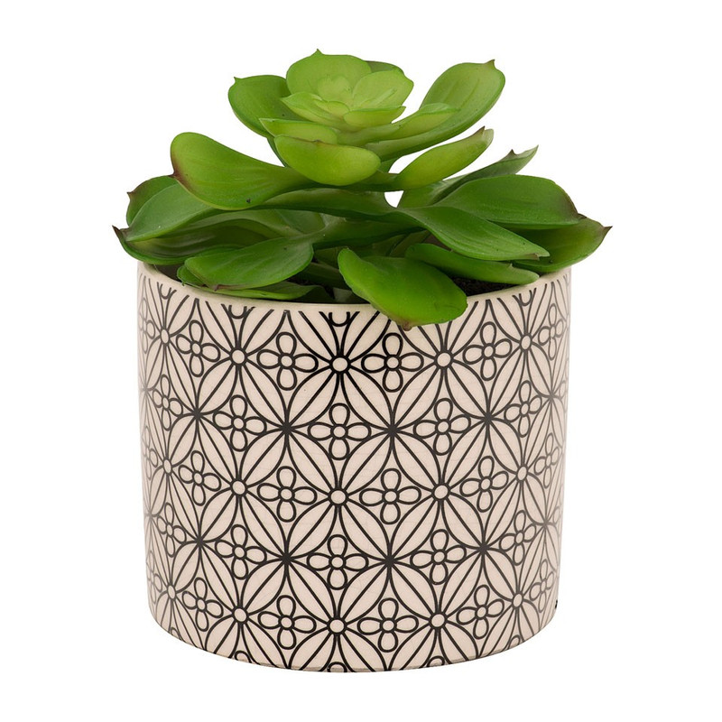 Vetplant in keramieken pot