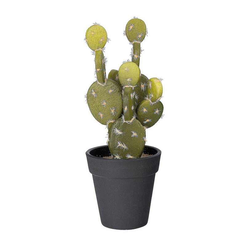 Cactus discs - 22.5 cm 