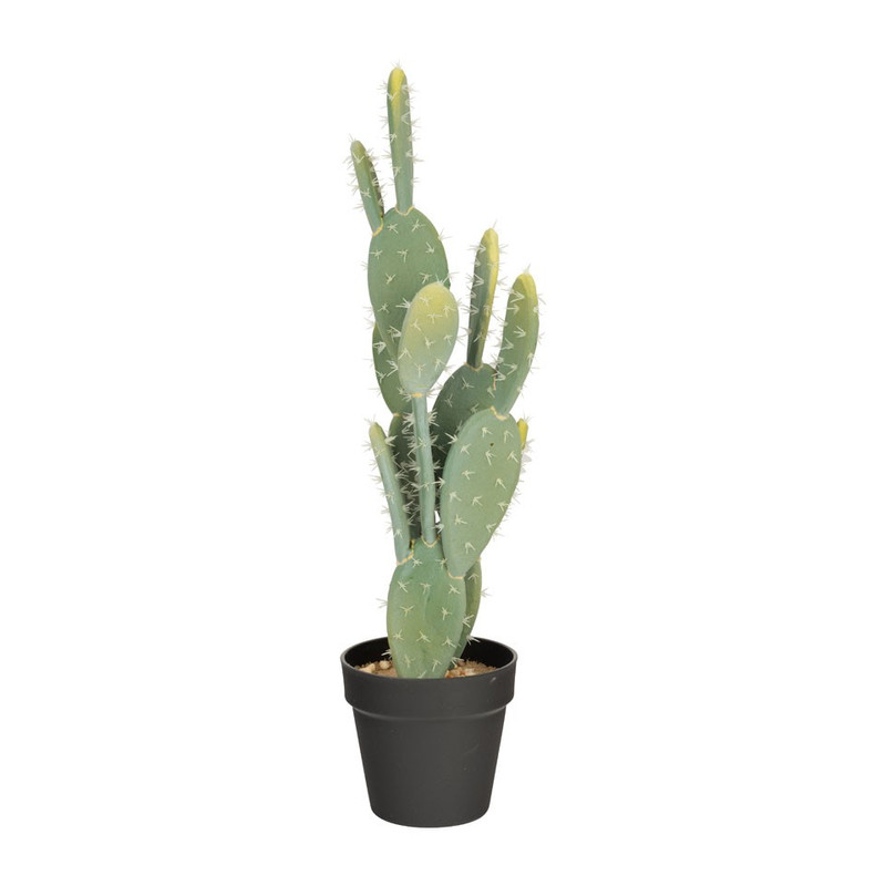 Cactus discs - 60 cm
