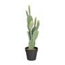 Cactus discs - 60 cm