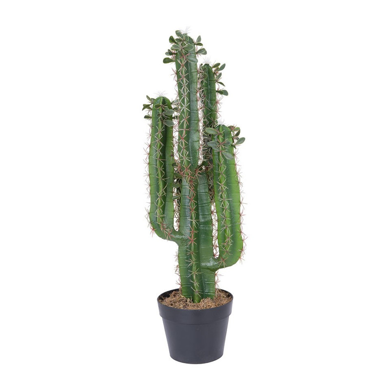 Cactus XL - 145 cm 