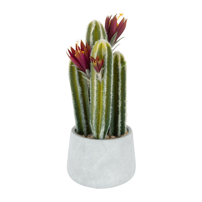 Cactus met bloem in cement pot – 40cm