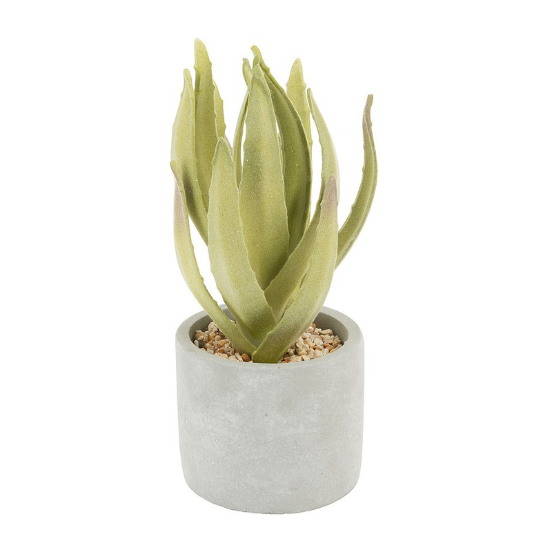 Aloë plant in cement pot - 10x25 cm