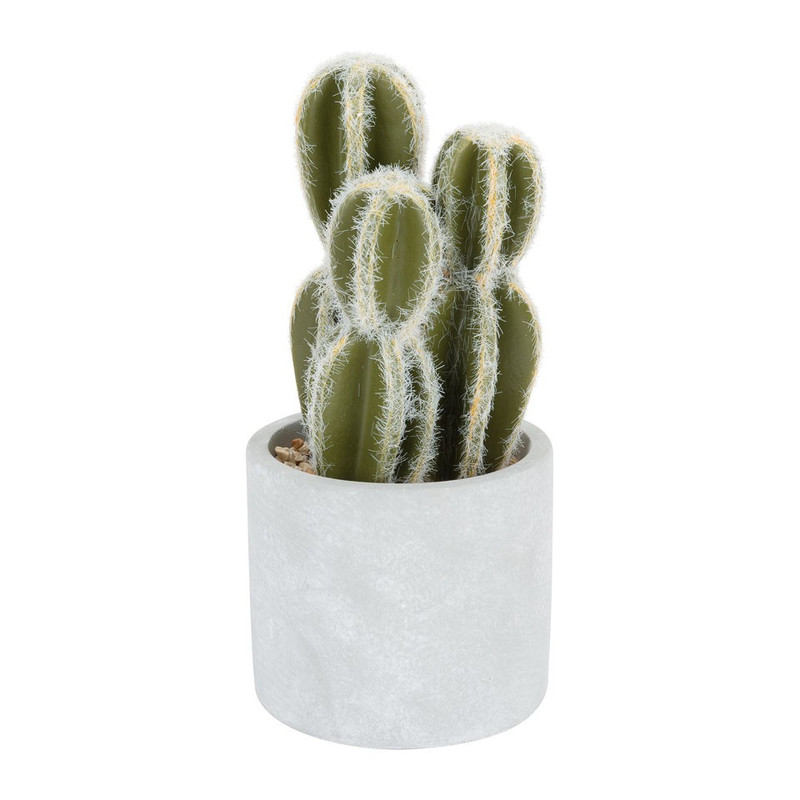 Cactus discs – Ø10x21