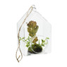 Vetplant in huisje