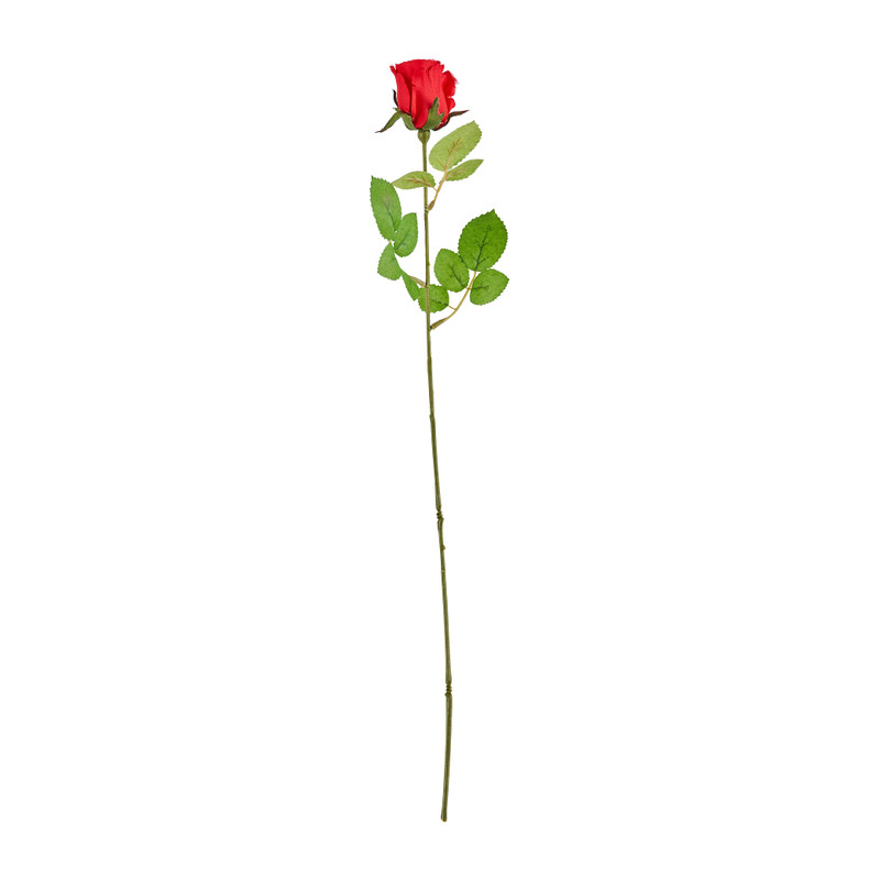 Mercedesroos - rood - 49 cm