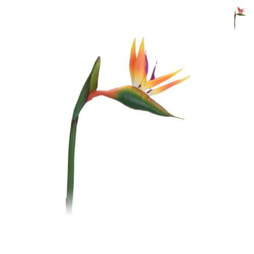 Kunstbloem birds of paradise - diverse kleuren - 39 cm