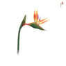 Kunstbloem birds of paradise - diverse kleuren - 39 cm