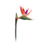 Kunstbloem birds of paradise - diverse kleuren - 39 cm