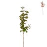 Eucalyptus glitter - diverse kleuren - 75 cm