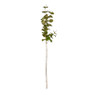 Eucalyptus glitter - diverse kleuren - 75 cm