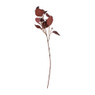 Eucalyptus - diverse kleuren - 64 cm
