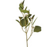 Eucalyptus - diverse kleuren - 64 cm