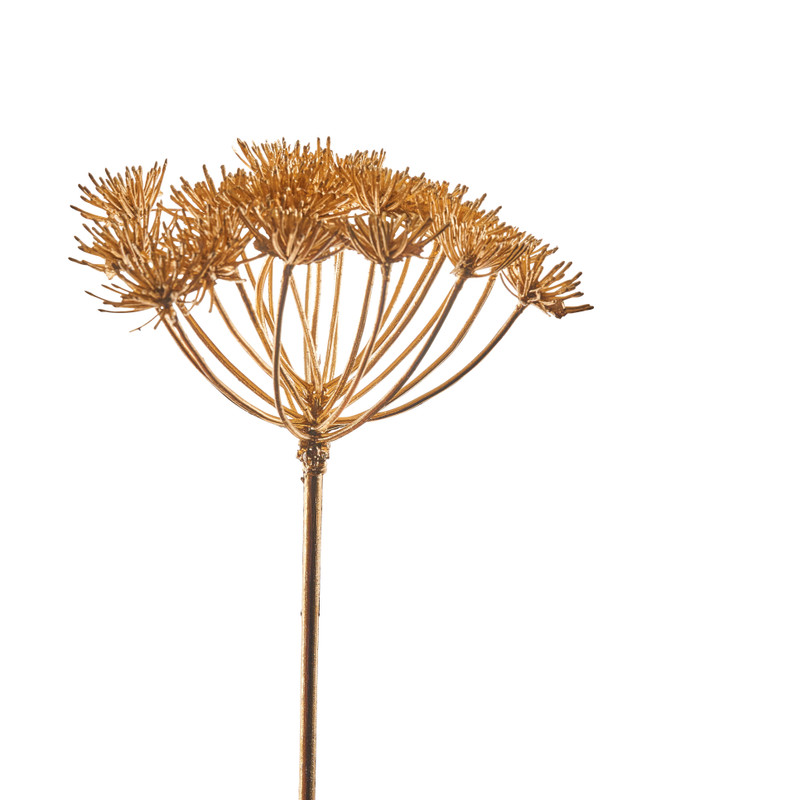 Allium - goudkleurig - 57 cm