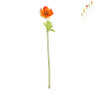 Anemoon - diverse kleuren - 34 cm