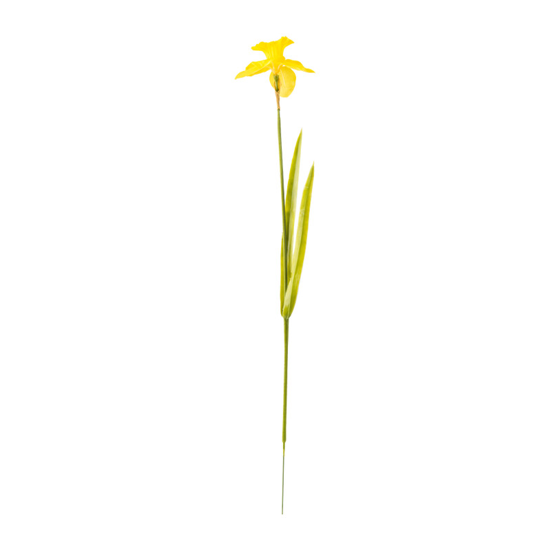 Narcis - 58 cm