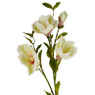Magnoliatak crème - 93 cm 