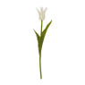 Tulp klein spits - verschillende kleuren - 40 cm