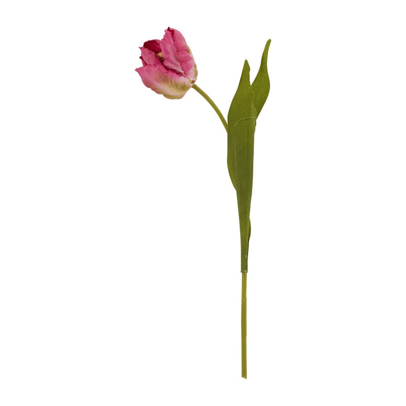 Tulp klein - verschillende soorten - 30 cm