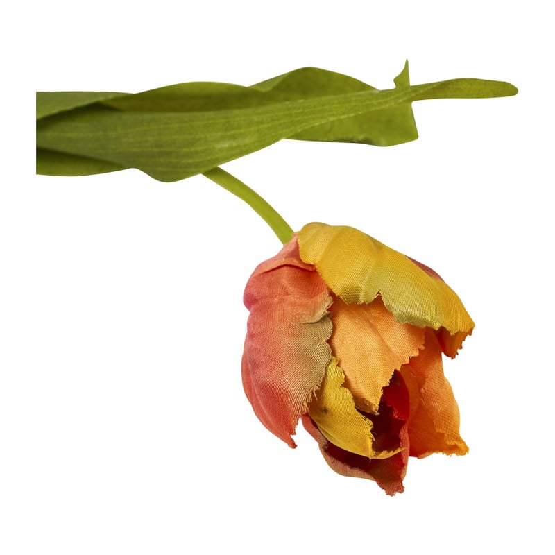 Tulp klein - verschillende soorten - 30 cm