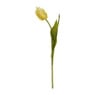 Tulp klein - verschillende soorten - 30 cm