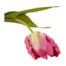 Tulp klein - verschillende soorten - 30 cm