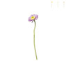 Gerbera mini - verschillende kleuren - 28 cm
