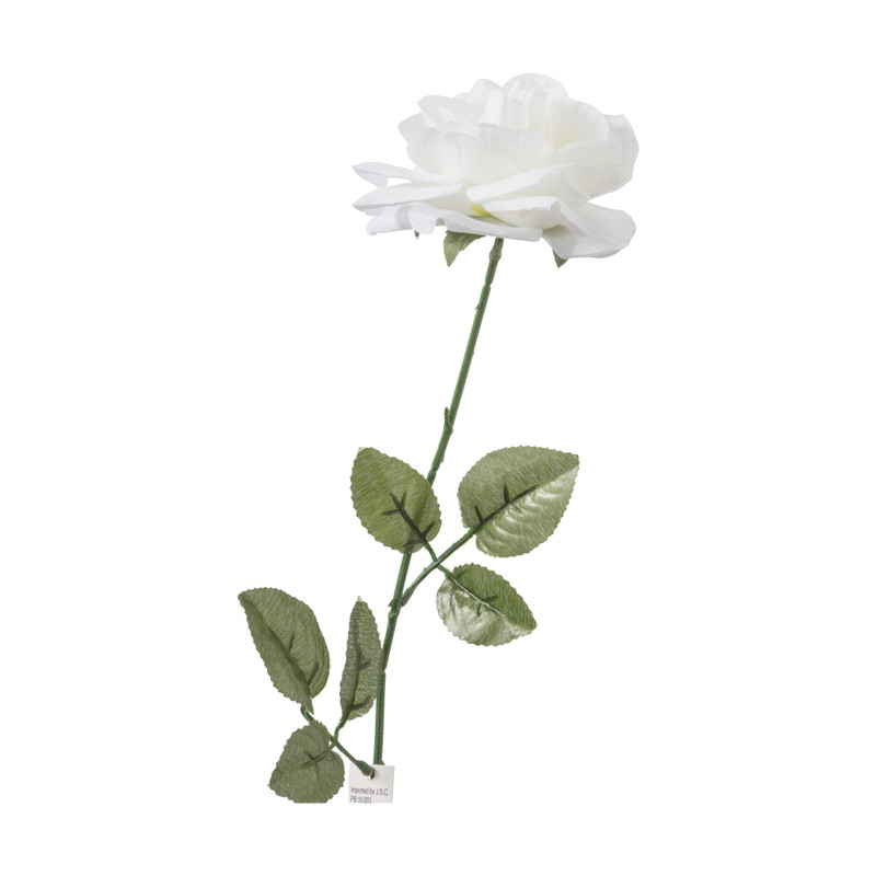 Roos - crème - 68 cm