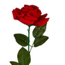 Roos - rood - 68 cm