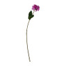 Zinnia - roze - 66 cm
