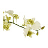 Orchidee - verschillende kleuren - 60 cm